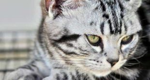 фото американской короткошерстных