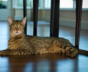 котенок саванны 6 месяцев