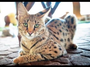 кошка саванна