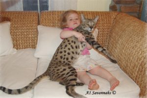 маленькая девочка с кошкой породы саванна