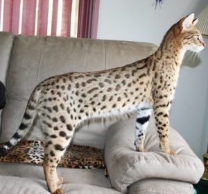 savannah