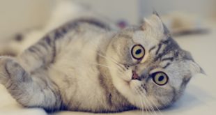 фото вислоухой кошки