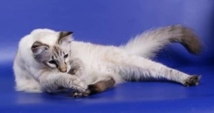 балинезийская кошка