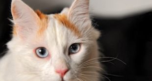 фото кота турецкий ван