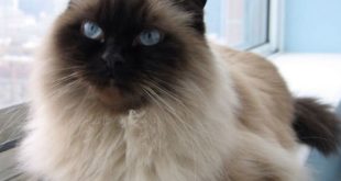 красивая гималайская кошка