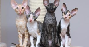 коты корниш рекса четырех окрасов