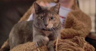 почему коты топчут нас лапками