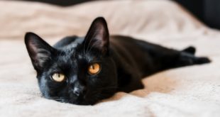 бомбейская кошка