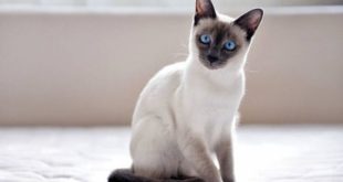 котенок тайской породы