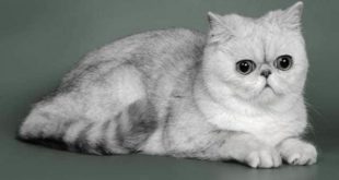 серая экзотическая короткошерстная кошка