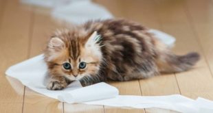 как воспитывать котенка
